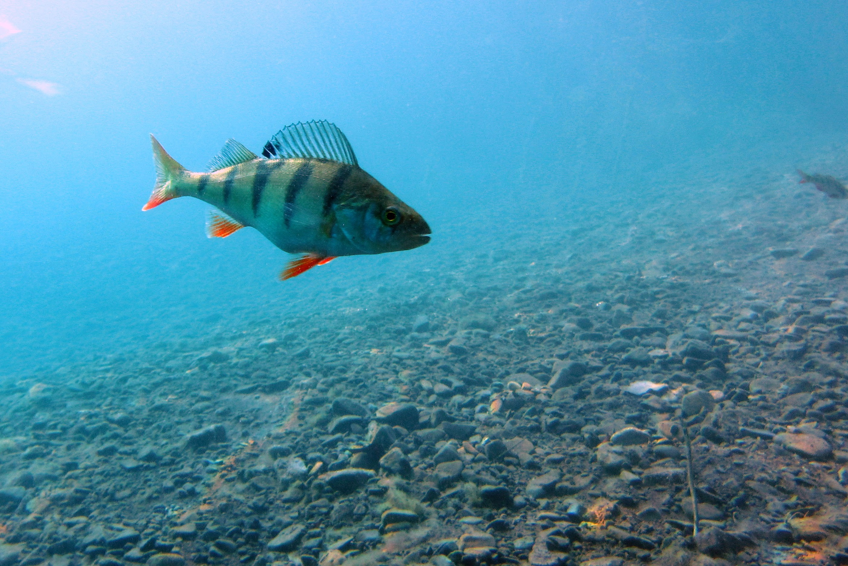 Fisch