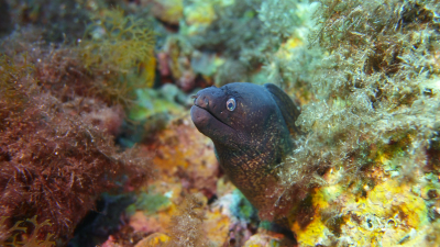 Elba_24-6