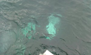 20160131_140157_resized